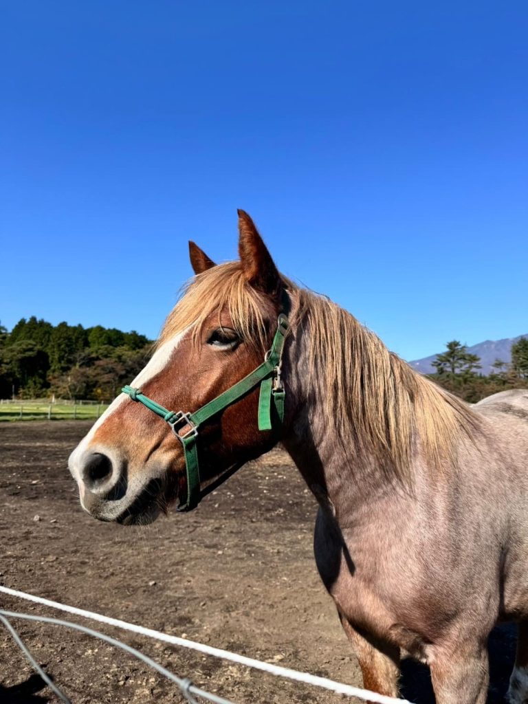 馬